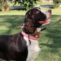 Lilith - English Springer Spaniel