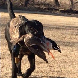 Labrador Retriever All Grown Up from Royal Ridge Labs