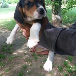 Beagle and Soft Coated Wheaten Terrier Puppies from Blueprint Beagles