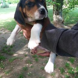 Beagle and Soft Coated Wheaten Terrier Puppies from Blueprint Beagles