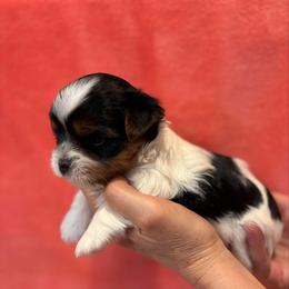 Skyla - Black tan and white female Biewer Terrier puppy in Philipsburg, Pennsylvania from Happy Valley Biewer Terriers