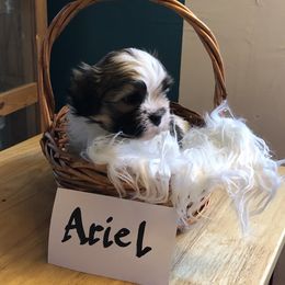 Ariel - Black and white Companion Cross puppy in Middle Island, New York from Growing Whiskers