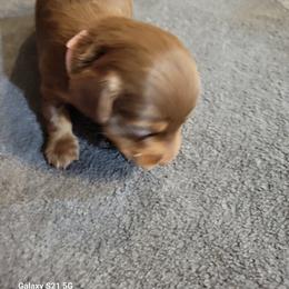Dachshund Puppies from Weenies on the Lake