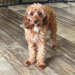 Raven - Cavapoo