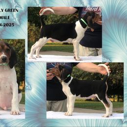 Kelly Green - Tri-colored male Treeing Walker Coonhound puppy in Vermontville, Michigan from Stackem Up Kennel