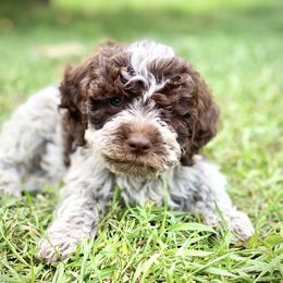 Lagotto Romagnolo and Pembroke Welsh Corgi Puppies from Triple M Corgis & Michigan