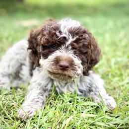 Lagotto Romagnolo and Pembroke Welsh Corgi Puppies from Triple M Corgis & Michigan