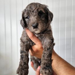 Double Doodles from Ramazzini Doodles