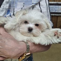 Maltese Puppies from TCBs Glowing Maltese