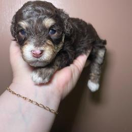 Mira - Brown and white female Bernedoodle puppy in Port Saint Lucie, Florida from Eastside Paws LLC