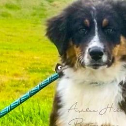 Australian Shepherds from K&A Farms