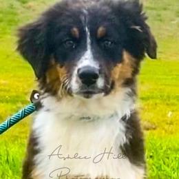 Australian Shepherds from K&A Farms