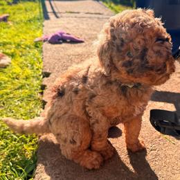 Nancy - Merle female Goldendoodle puppy in Eureka, California from North Coast Doodles