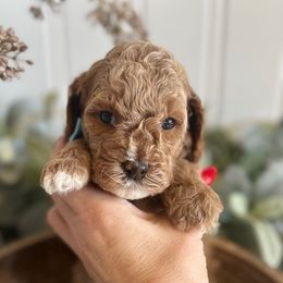 Blue - Red male Cavapoo puppy in Ephrata, Washington from Gingers Cavapoo’s