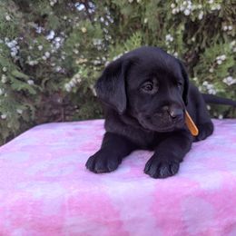 Dark Yellow - Black female Labrador Retriever puppy in Yucca Valley, California from Beachn Ranch