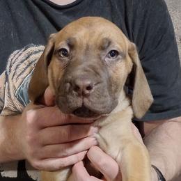 Red girl - Red female Boerboel puppy in Dowagiac, Michigan from Flanders Kennels LLC