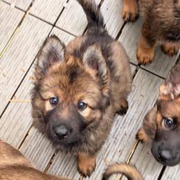 Purple collar long coat - Sable female German Shepherd puppy in Hollis Center, Maine from Noble German Shepherds of Maine