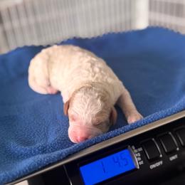 Boy 7 - male Australian Mountain Doodle puppy in Decatur, Illinois from Signature Doodles