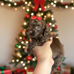 Charlie Brown - Brown male Cockapoo puppy in 77304, Texas from Little Valley Puppies