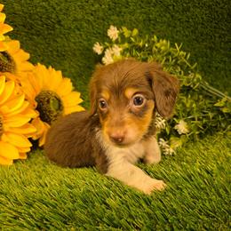 Hershey - Piebald male Dachshund puppy in Buckeye, Arizona from Duran Dachshunds