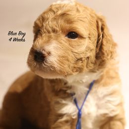 Patches' Blue Boy - Apricot male Goldendoodle puppy in Coppell, Texas from Bethel Stream Goldendoodles