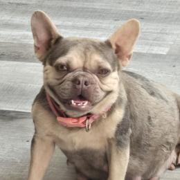 Valentina - French Bulldog