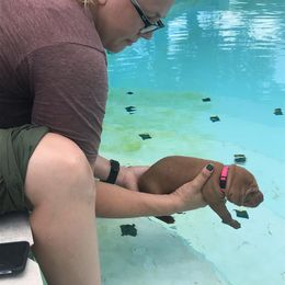 Vizsla Puppies from Virag Vizsla