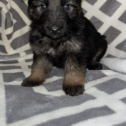 MAROON MALE - Black and tan female German Shepherd puppy in Enid, Oklahoma from Vom Holtzinger German Shepherds