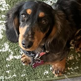Dachshund All Grown Up from East Texas Dachshunds