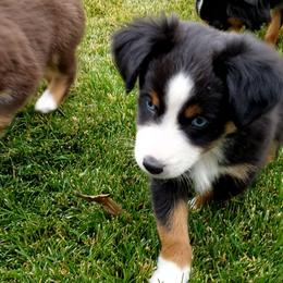 Miniature Australian Shepherd and Toy Australian Shepherd Puppies from Johnson's Australian Shepherds