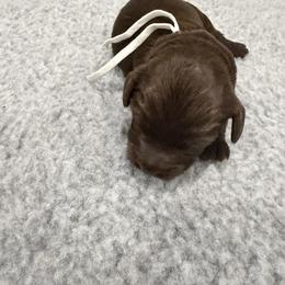 White Girl - Chocolate female Australian Labradoodle puppy in West Union, South Carolina from Golden Corner Labradoodles, LLC
