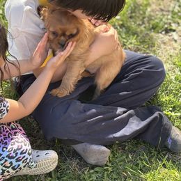 Cavalier King Charles Spaniel Puppies from Family first cavaliers