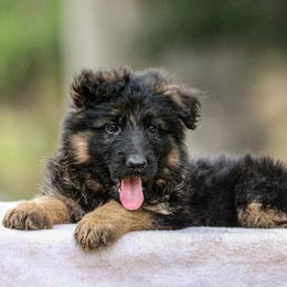 German Shepherd Puppies from Zwinger Vom Greifjäger