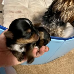 Yorkshire Terrier Puppies from Sweet Soul Yorkies