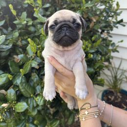 Poppy - Fawn Pug puppy in Matthews, North Carolina from Pugs & Loves
