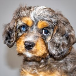 Ozzy - Merle male Goldendoodle puppy in Brighton, Utah from Angel Pups Deluxe