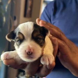 Jeremih - Parti male Yorkshire Terrier puppy in Beavercreek, Ohio from The Yorkie Den, LLC