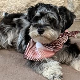 Miniature Schnauzers from Creek Ranch Kennels