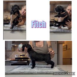 Light blue collar Fitch - Chestnut brindle female Cane Corso puppy in Scott County, Tennessee from Nuovo Inizi Kennels