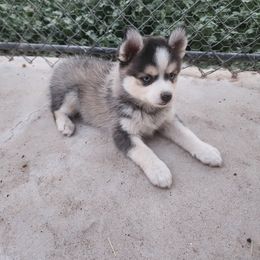 Pomsky Puppies from Pomsky Play-ce