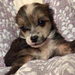Jinx - Sable male Chinese Crested puppy in New Haven, West Virginia from EverCrest