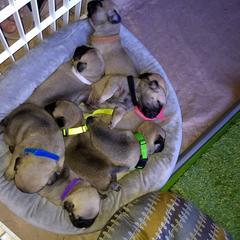 Pug Puppies from Sweetie Pie Pugs