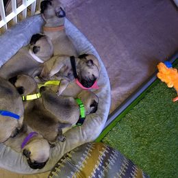 Pug Puppies from Sweetie Pie Pugs