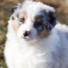 Texas - Blue merle male Australian Shepherd puppy in Easton, Missouri from MMA Kennel