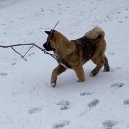 Akita Puppies from Majestic Valley Farms