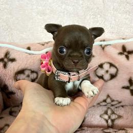 Astrid - Chocolate female Chihuahua puppy in Mesa, Arizona from Arizona Dream Chihuahuas