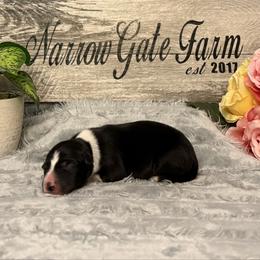Apollo - Black and white male Border Collie puppy in Moody, Texas from Narrow Gate Farm