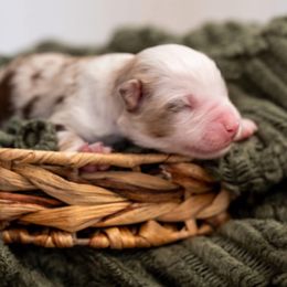 Rem - Red merle male Miniature American Shepherd puppy in Groesbeck, Texas from Epic Miniature American Shepherds
