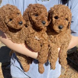 Cavalier King Charles Spaniel and Cavapoo All Grown Up from Alex Camp