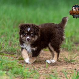 Aurora - Red tri-color female Miniature American Shepherd puppy in Granbury, Texas from Best Little Aussies